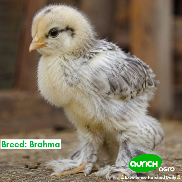 Free-Range Day-Old Chicks