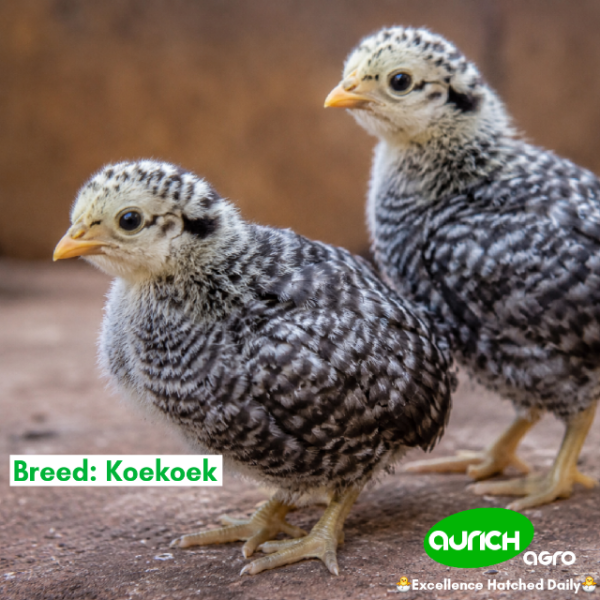 Free-Range Day-Old Chicks