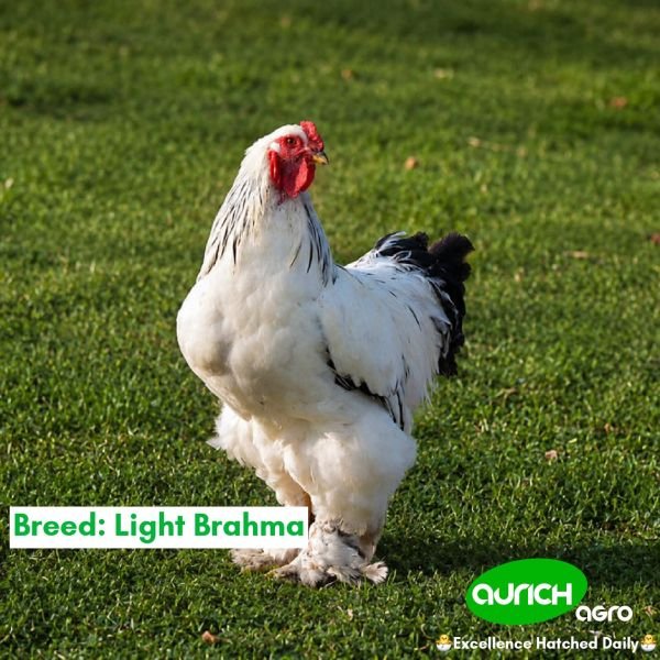 Off-Layer Chickens