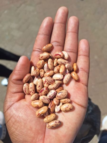Red speckled sugar beans