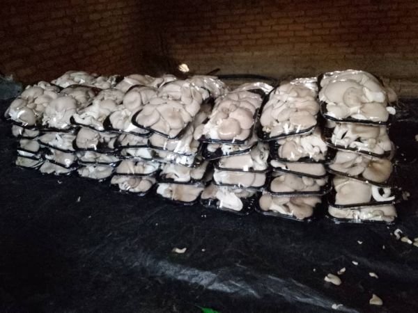Oyster mushrooms for sale