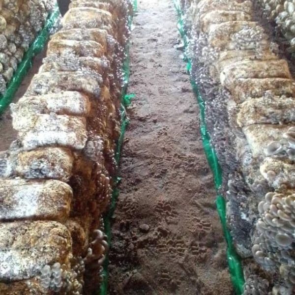Ready to fruit oyster mushroom kits