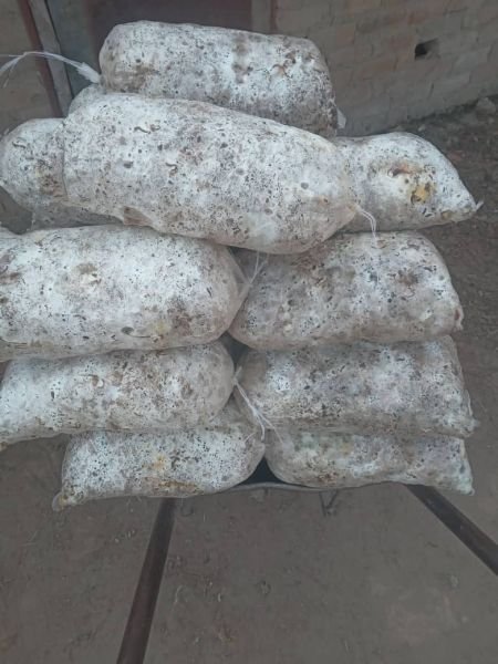 Ready to fruit oyster mushroom kits
