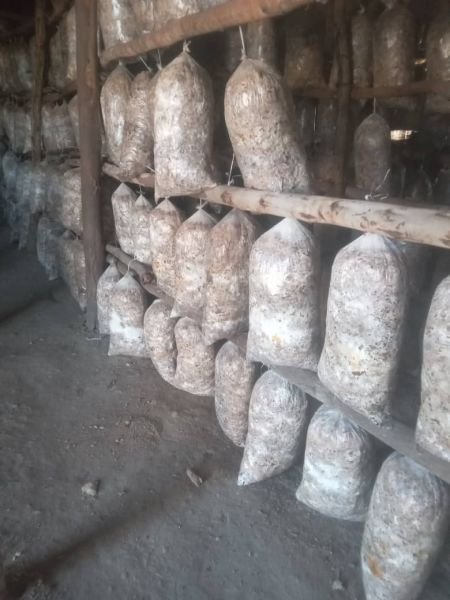 Mushroom training and consultancy services