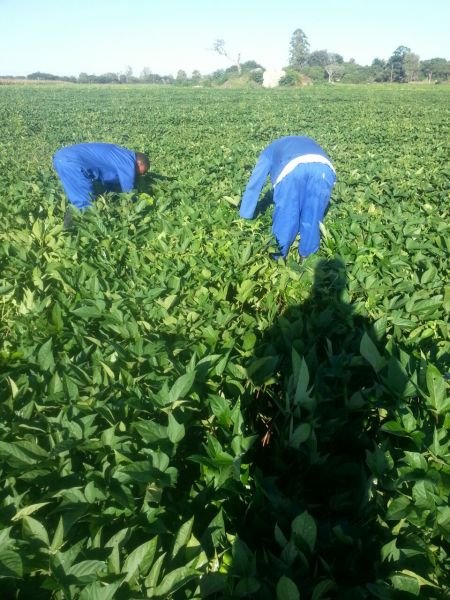 Sweet potato seed available