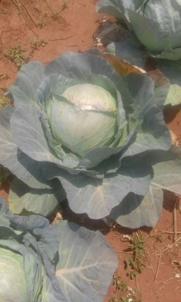 Cabbage clearance sale from the farm. $1 / 20