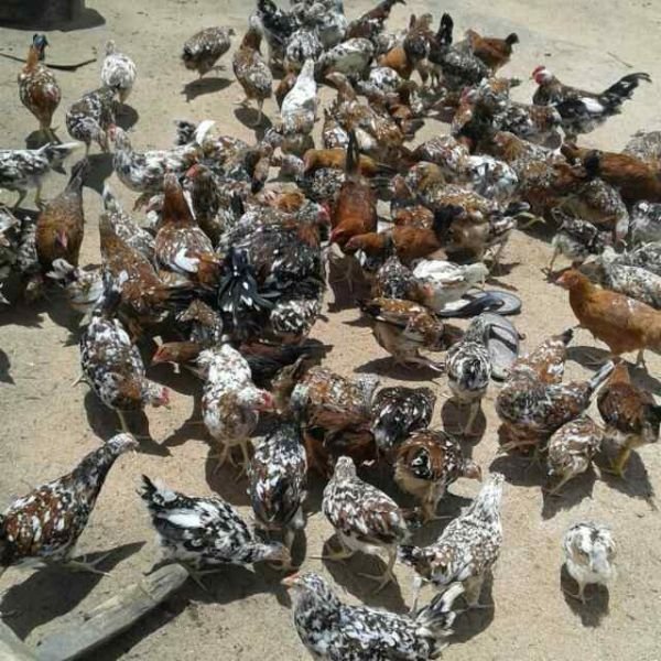 350 Boschveld point layer birds - Harare