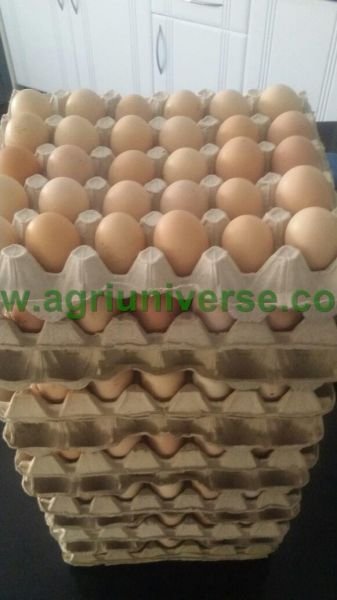 For sale are 12 crates of fertile boschveld eggs @ $7.00 - Waterfalls