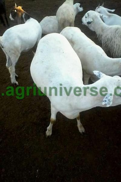Sheep for sale. Gwanda