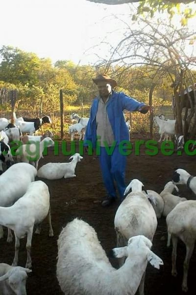 Sheep for sale. Gwanda