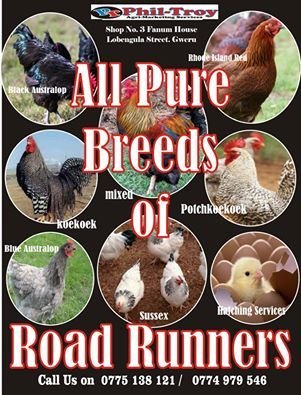 Road Runner Day old chicks. Hatching Services